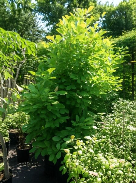 Magnolia loebneri 'Leonard Messel' / Rosa Stern-Magnolie 'Leonard Messel' 175-200 cm C90, im Container, grünes Laub, strauchig wachsend