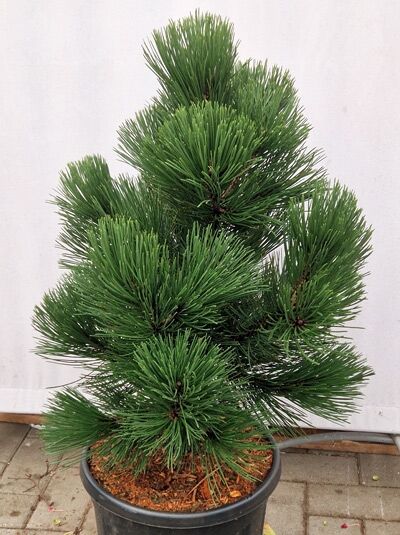 Pinus heldreichii 'Malinki' / Zwerg-Schlangenhaut-Kiefer 'Malinki', kompakter Nadelbaum im Topf, 50-60 cm, C12