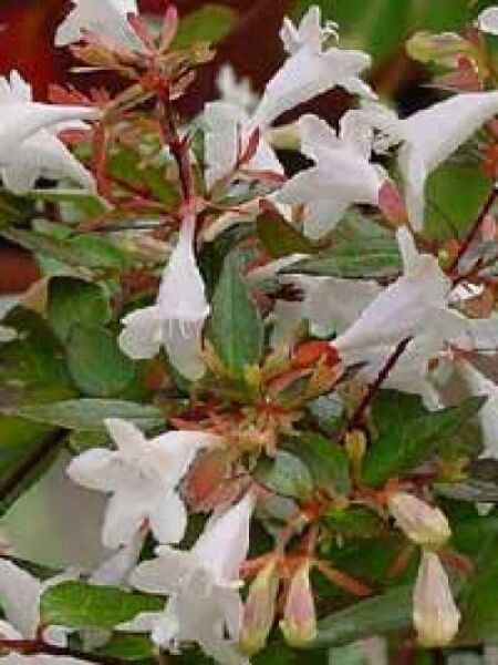 Abelia grandiflora 'Francis Mason' / Großblumige Abelie 'Francis Mason'