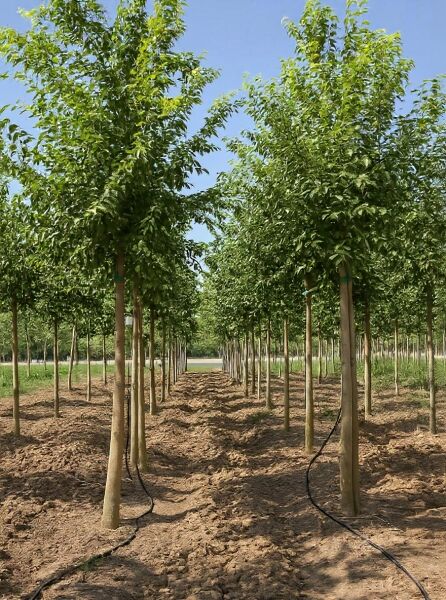 Südlicher Zürgelbaum (Celtis australis) Hochstamm 20-25 StU m. Db., Baumreihe mit aufrechter Krone und grünem Laub.