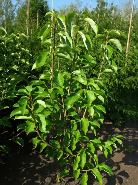 Magnolia 'Sunrise ®' / Magnolie 'Sunrise ®' 150–175 cm m. B., junger Strauch mit aufrechten Trieben und grünen Blättern