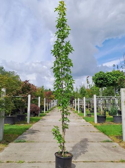 Säulen-Amberbaum Liquidambar styraciflua 'Slender Silhouette', 250–300 cm, im Container, schmaler aufrechter Wuchs mit grünem Laub.