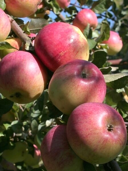 Apfel Malus domestica 'Joseph Musch' mit rotgrünen Früchten am Baum zwischen grünen Blättern