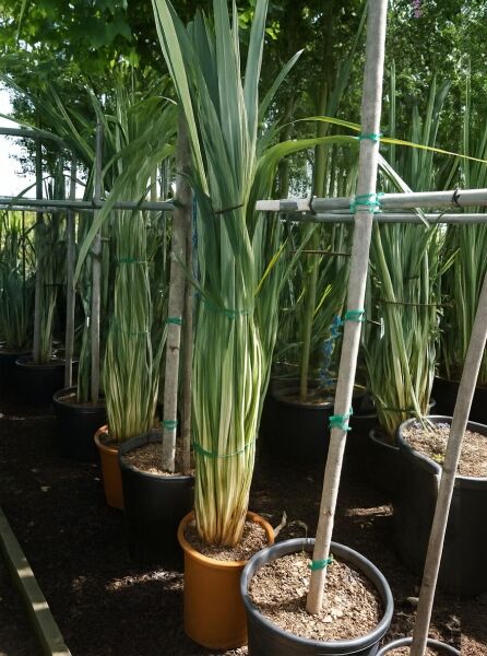Phormium tenax 'Variegatum' / Weißbunter Neuseeländer-Flachs 'Variegatum' mit schmalen, grün-weiß gestreiften Blättern im Topf