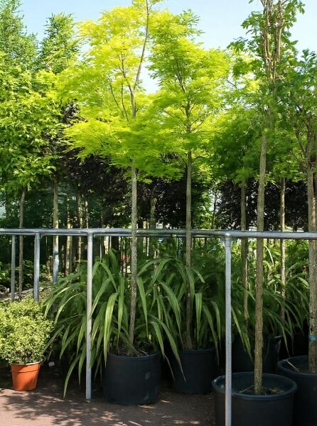 Gold-Gleditschie (Gleditsia triacanthos 'Sunburst') Hochstamm 14-16 StU im Container mit gelbgrünem Laubdach und geradem Stamm.