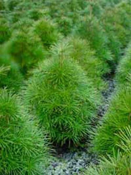 Schirm-Tanne 'Compacta' / Sciadopitys verticillata 'Compacta'