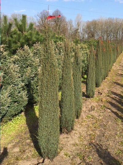 Schwedischer Säulen-Wacholder (Juniperus communis 'Suecica') 150-175 cm m. B., schlanker, säulenförmiger Wuchs im Feldbestand