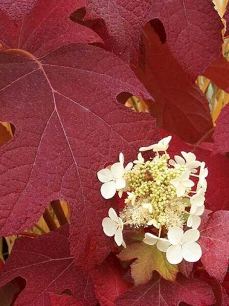 Rispen-Hortensie 'Diamantino ®' / Hydrangea paniculata 'Diamantino ®'