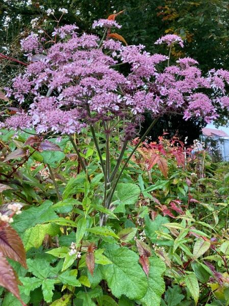 Heracleum sphondylium 'Pink Cloud' / Wiesen-Bärenklau 'Pink Cloud' mit rosa Blütendolden und grünem Laub im Beet.
