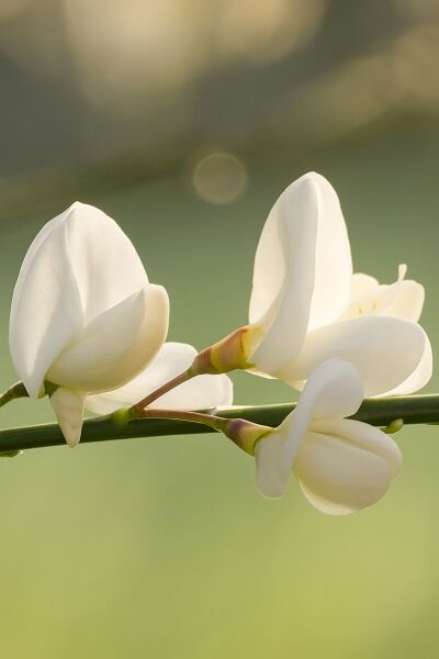 Weißer Elfenbein-Ginster / Weißer Elfenbein-Ginster