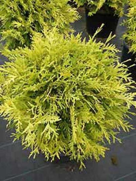 Lebensbaum 'Golden Globe' / Thuja occidentalis 'Golden Globe'