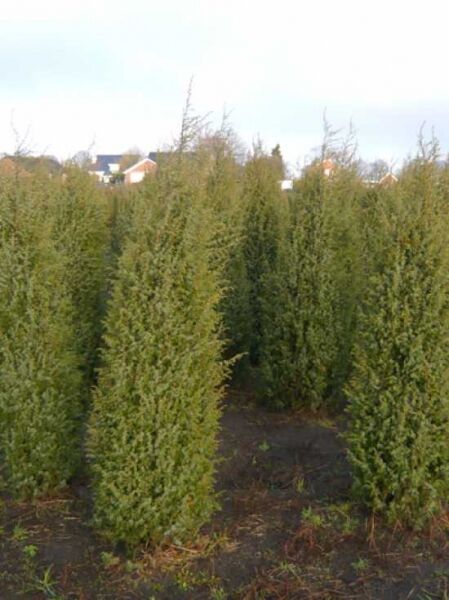 Irischer Säulen-Wacholder (Juniperus communis 'Hibernica') 150-175 cm, mehrstämmig mit Ballen, säulenförmige Konifere im Feld.