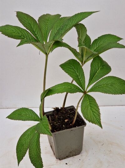 Fliederblättriges Schaublatt 'Crug Cardinal' / Fliederblättriges Schaublatt 'Crug Cardinal'