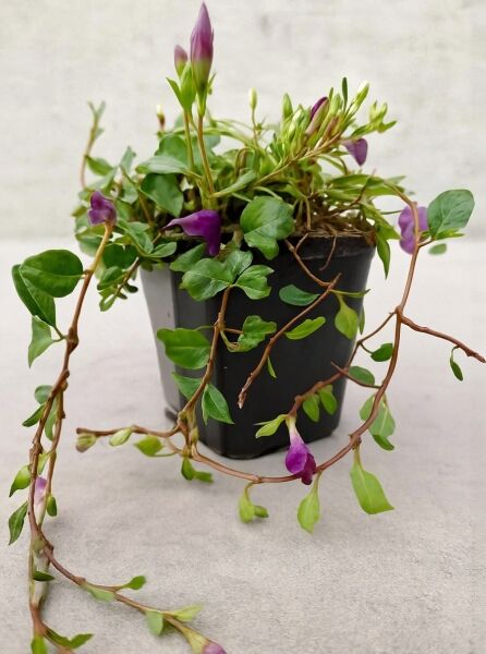 Vinca minor 'Atropurpurea' / Kleinblättriges Immergrün 'Atropurpurea' im P9-Topf mit violetten Blüten und grünen Blättern