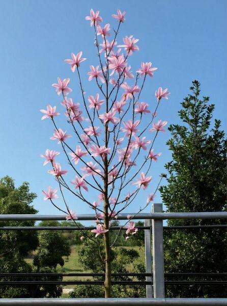 Magnolia loebneri 'Leonard Messel' / Rosa Stern-Magnolie 'Leonard Messel' Hochstamm, blühend mit rosa Blüten und kahlen Zweigen