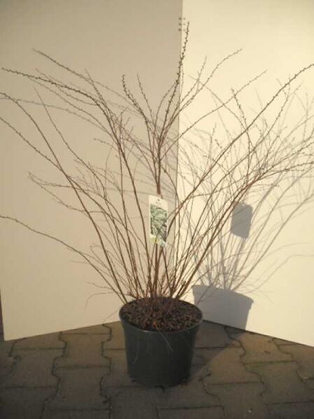 Weiße Rispen-Spiere 'Grefsheim' / Weiße Rispen-Spiere 'Grefsheim'