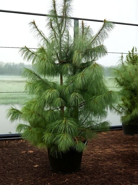 Pinus wallichiana (Tränen-Kiefer) 175–200 cm, C50, im Container mit hängenden, langen Nadeln und verzweigter Krone.