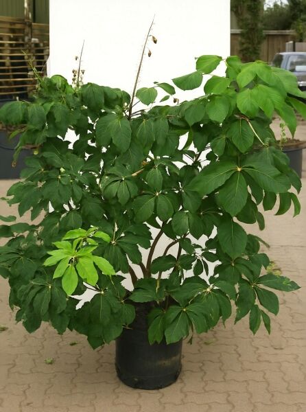 Strauch-Rosskastanie (Aesculus parviflora) 125–150 cm im C20-Container, buschiger Strauch mit großen grünen Blättern.