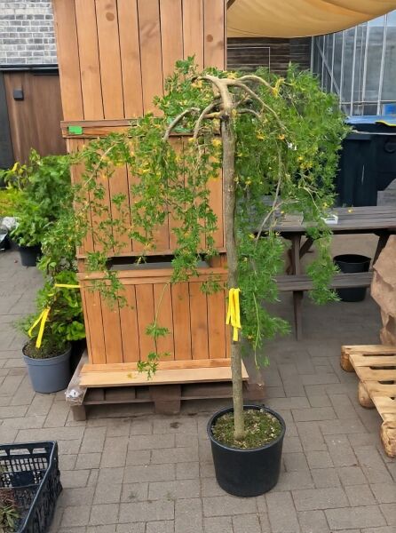 Caragana arborescens 'Pendula' / Hängender Erbsenstrauch, 100 cm Stamm, C35, Hochstamm mit überhängenden Trieben im Topf.