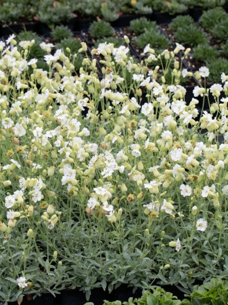 Leimkraut 'Weißkehlchen' / Leimkraut 'Weißkehlchen'