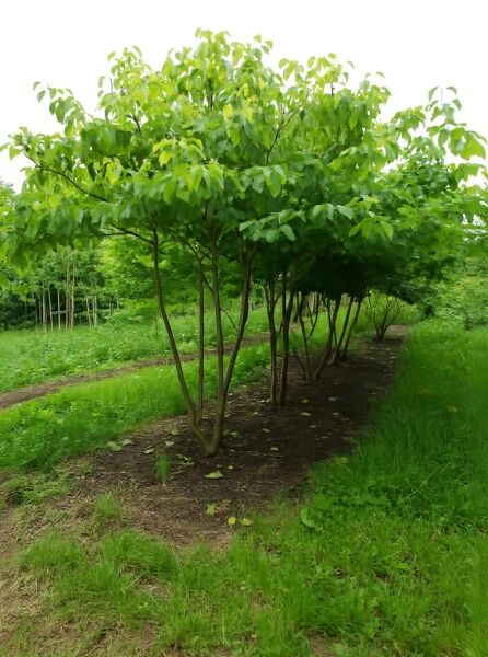 Pagoden-Hartriegel (Cornus controversa) mehrstämmig, Baum 300–350 cm mit dichtem grünen Laub und mehreren Stämmen.