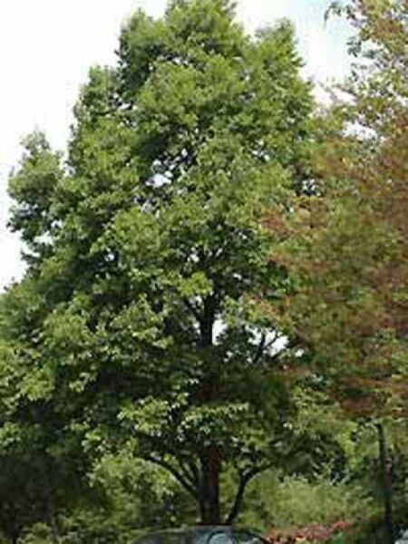 Japanische Erle / Alnus japonica