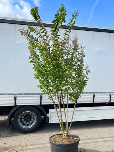 Kräuselmyrte ‘Sarah's Favorite’ 250-275 cm / Lagerstroemia indica ‘Sarah's Favorite’ 250-275 cm Schirmform (1577340)