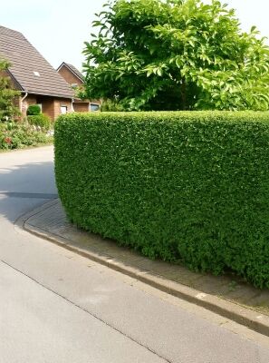 Ovalblttriger Liguster - Ligustrum ovalifolium - Baumschule NewGarden