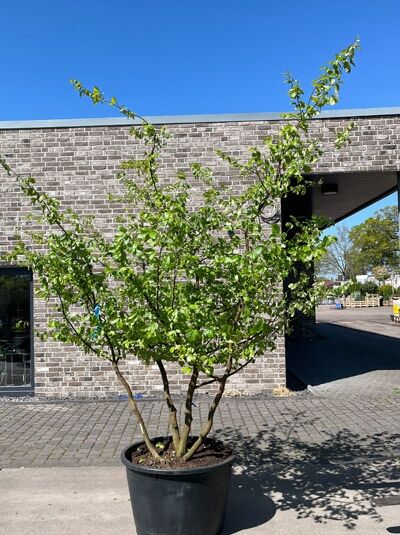 Eisenholzbaum / Parrotie 250-300 cm mehrstämmig / Parrotia persica mehrstämmig (876205)