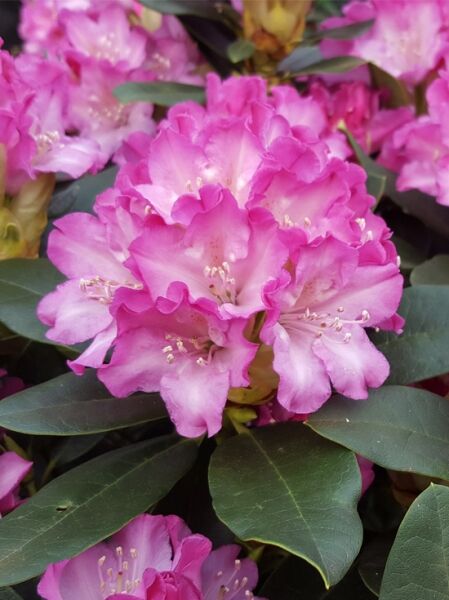Rhododendron 'Quinte II' (Rhododendron Hybride 'Quinte II') mit rosa Blüten und dunkelgrünen, ledrigen Blättern
