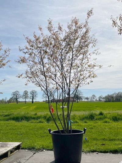 Kupfer-Felsenbirne 250 - 300 cm Schirmform / Amelanchier lamarckii (876166)