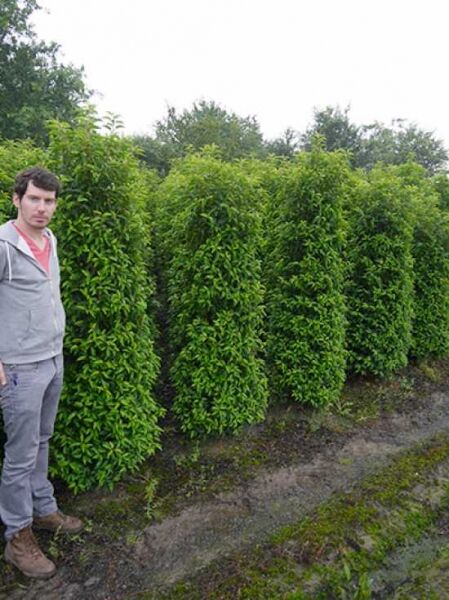 Portugiesischer Kirschlorbeer / Portugiesischer Kirschlorbeer