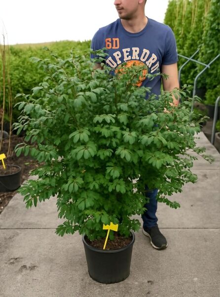 Niedriger Korkspindelstrauch Euonymus alatus 'Compactus', buschiger Strauch im Topf, Variante 100-125 cm C20.