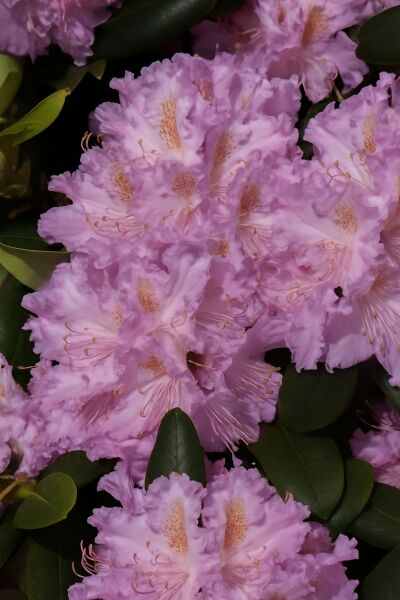 Rhododendron 'Carola'  / Rhododendron 'Carola'