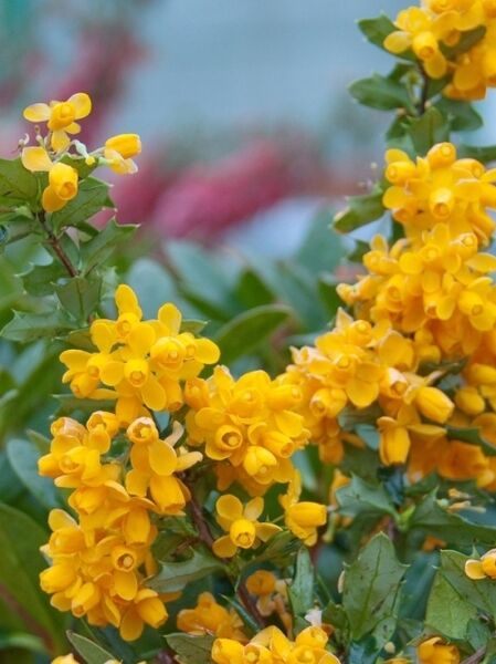 Berberitze ’Apricot Queen‘ / Berberis lologensis ‘Apricot Queen’