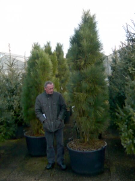 Sciadopitys verticillata / Schirm-Tanne 200–250 cm m. Db., Solitär im Container, aufrechter Wuchs mit nadeligen Büscheln