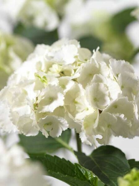 Bauern-Hortensie Hydrangea macrophylla 'Madame Emile Mouillère' mit weißer, kugeliger Blütendolde und grünen Blättern