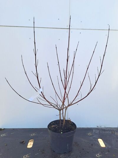 Gelbbunter Hartriegel Cornus alba 'Spaethii' 80-100 cm C4, laubfreier Strauch mit mehreren rötlichen Trieben im Topf