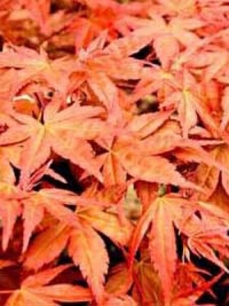 Acer palmatum 'Shin Deshojo' / Japanischer Ahorn / Fächerahorn 'Shin Deshojo'