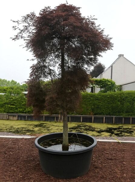 Fächer-Ahorn (Acer palmatum) 'Inaba shidare' Hochstamm 20–25 StU im Container, rotes, fein geschlitztes Laub