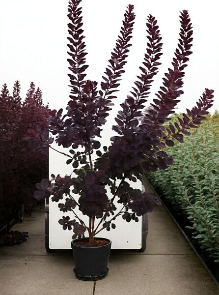 Roter Perückenstrauch (Cotinus coggygria) 'Royal Purple' im Topf, hoher Strauch mit dunkelpurpurnem Laub, 175–200 cm, C20