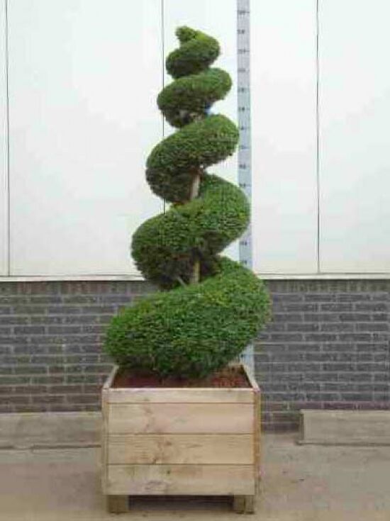Heimische Eibe 'Spirale' 150-175 cm Solitr - Taxus baccata 'Spirale' 150- 175 cm Solitr
