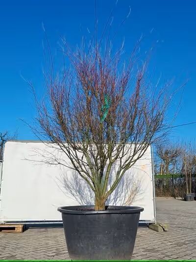 Japanischer Ahorn / Fächer-Ahorn &#039;Orange Dream&#039; 200-250 cm Schirmform / Acer palmatum &#039;Orange Dream&#039; (874859)