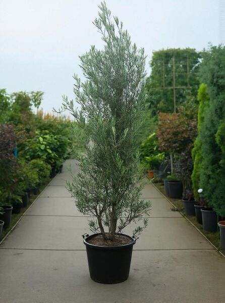 Olea europaea 'Cipressino' / Cipressino-Olive 'Cipressino' 175-200 cm C50, schlanker Olivenbaum im schwarzen Container-Topf.