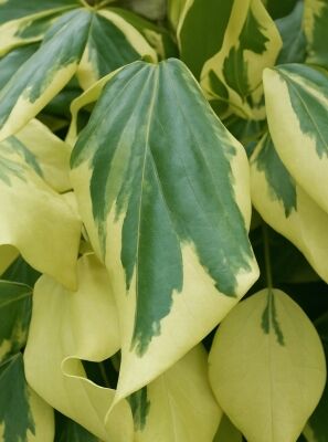 pflanze elefantenohr Green boutiQ - Zimmerpflanze - Elefantenohr - Alocasia Frydek main image 0