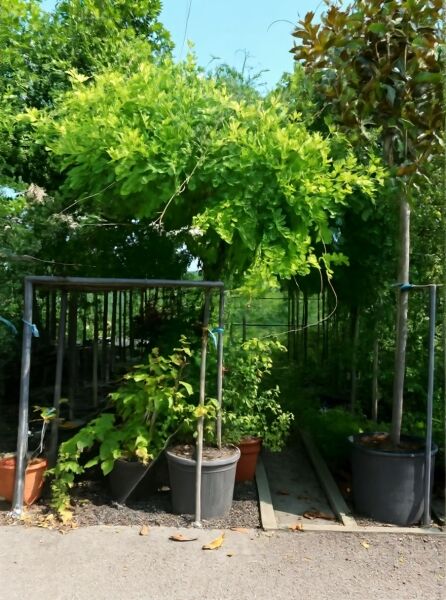 Wisteria sinensis 'Alba' / Weißer chinesischer Blauregen Hochstamm 10-12 StU im Container, belaubter Kronenaufbau am Stützpfahl