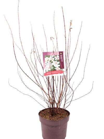 Großblütiger Pfeifenstrauch 'Belle Etoile' / Philadelphus 'Belle Etoile'