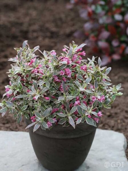 Weigela florida 'Monet ®' / Liebliche Weigelie 'Monet'