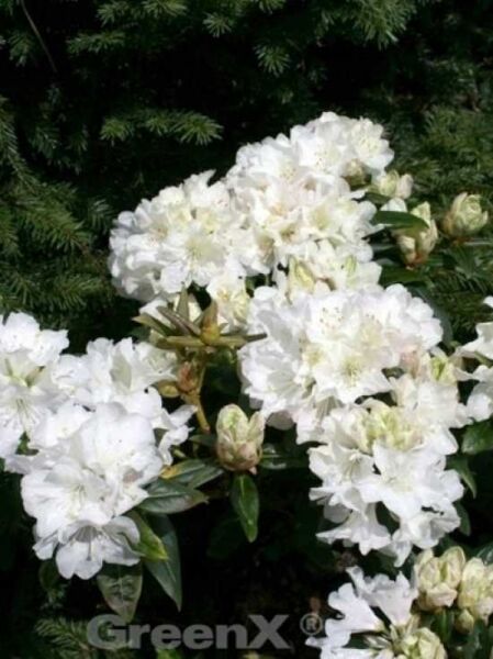 Rhododendron carolinianum 'Dora Amateis' / Rhododendron 'Dora Amateis'