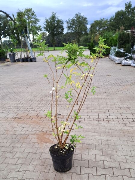 Sambucus nigra / Schwarzer Holunder 80-100 cm C7.5, mehrtriebiger Strauch im Container mit grünem Laub und langen Trieben